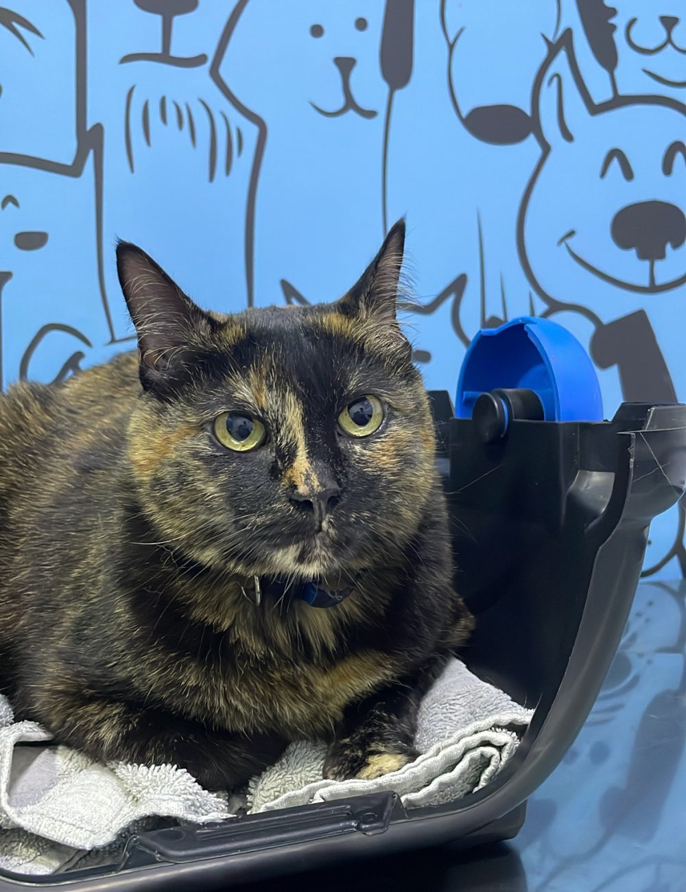 42B706D9-C184-4C25-99A8-19D88588F13F